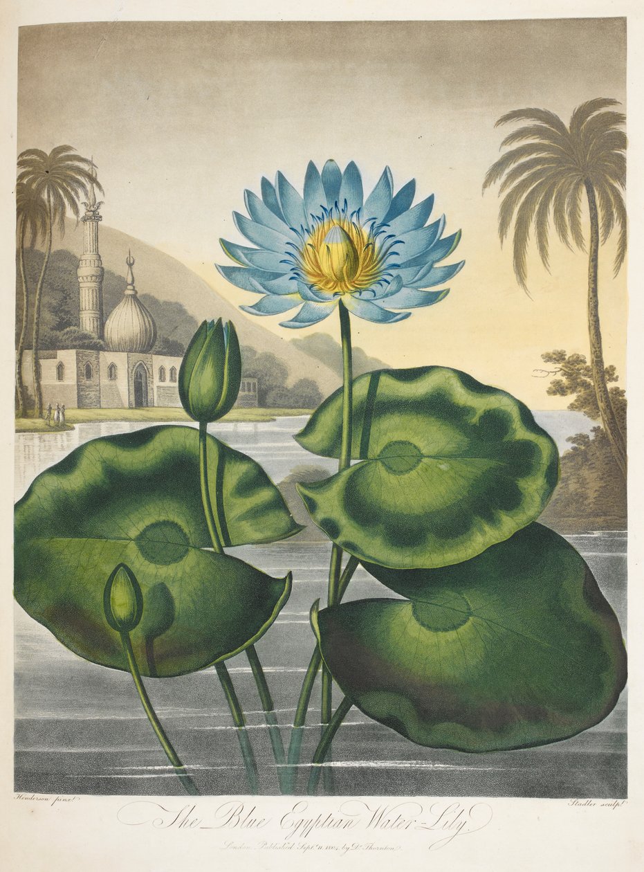 Nymphaea Caerulea, Modrý egyptský leknín od English School