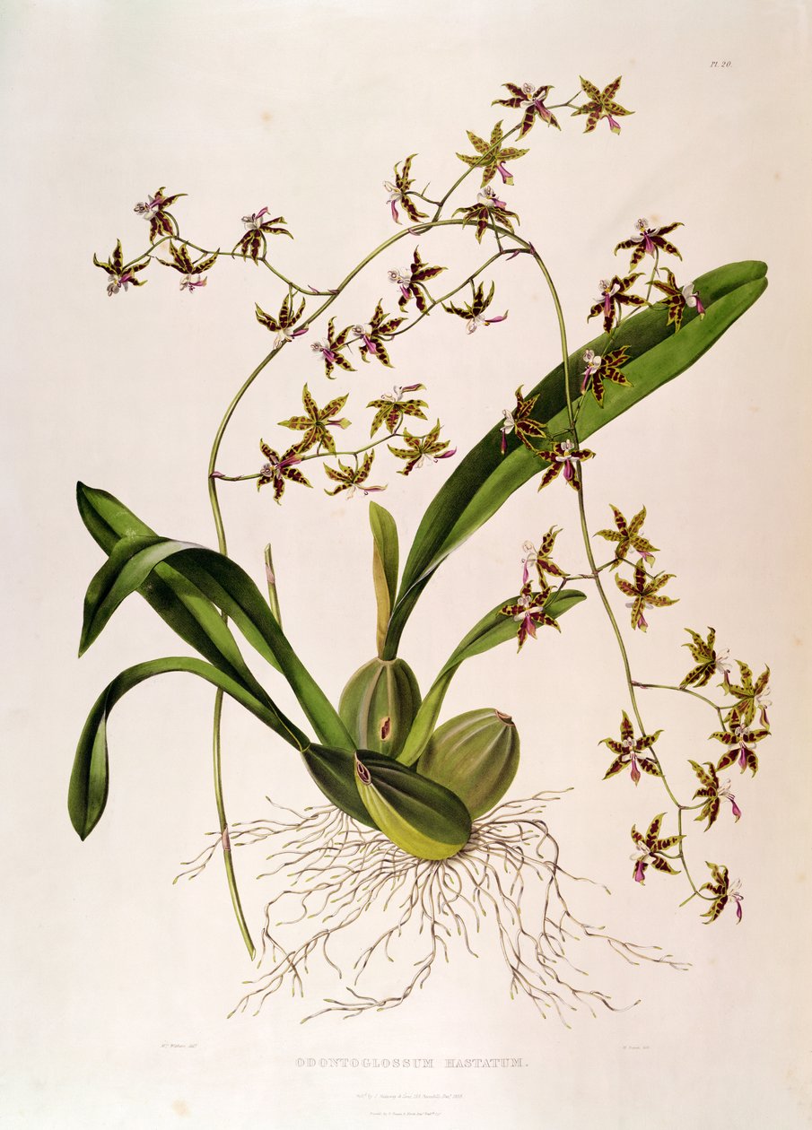 Odontoglossum Hastatum (ručně kolorovaná rytina) od English School