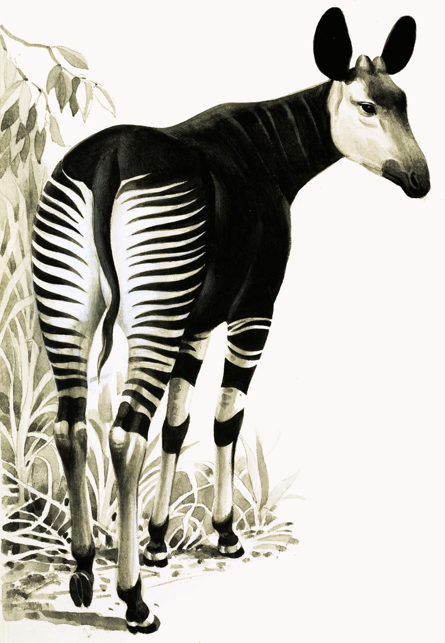 Okapi od English School