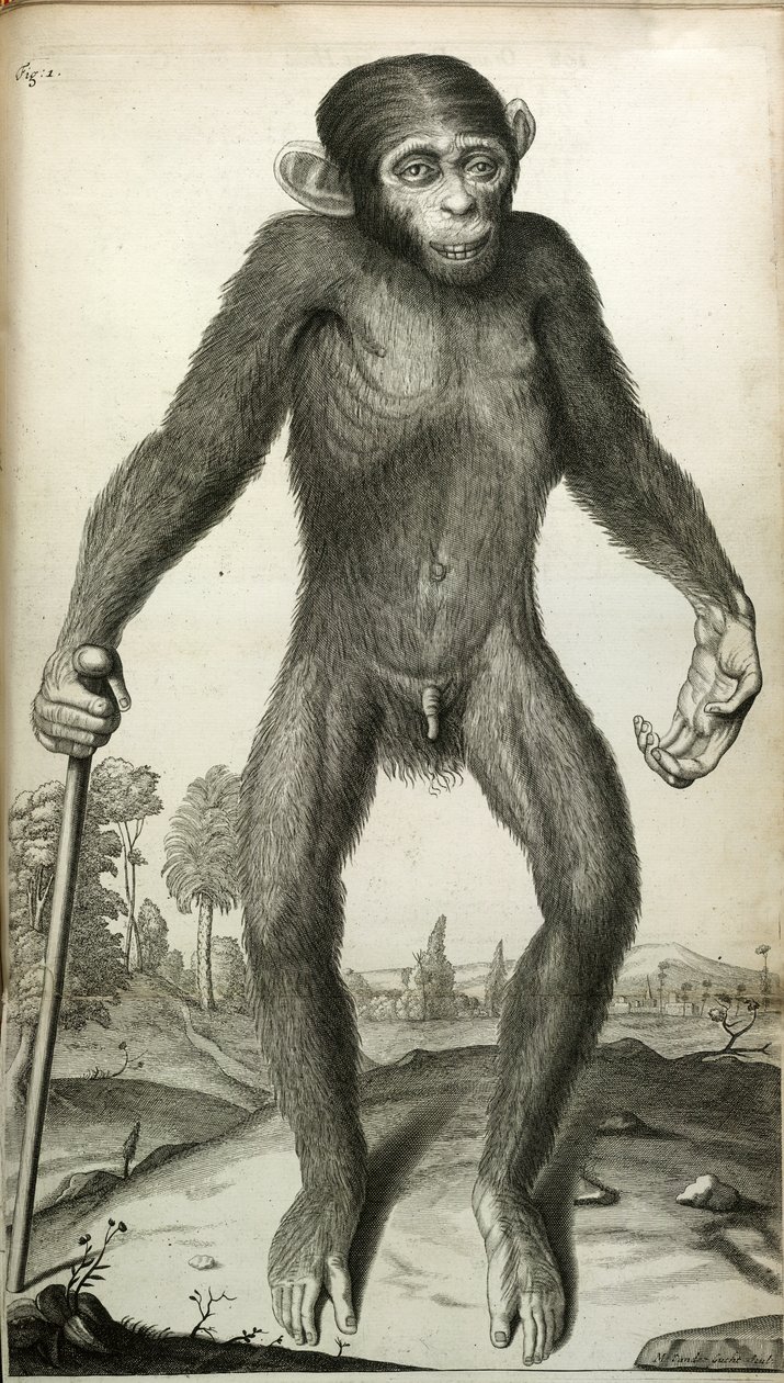 Orang-Outang, sive Homo Sylvestris: aneb, Anatomie Pygmeje ve srovnání s tou opice, opice a člověka...“, Martha E. Tyson od English School