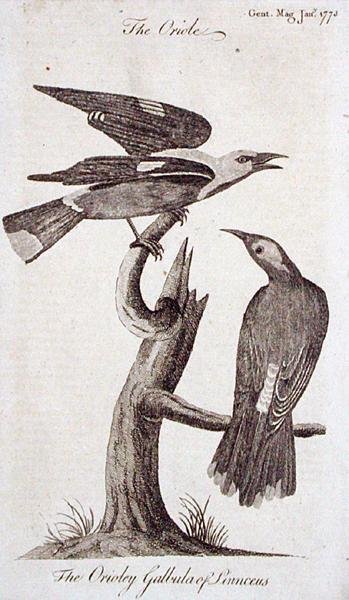 Oriole, z 