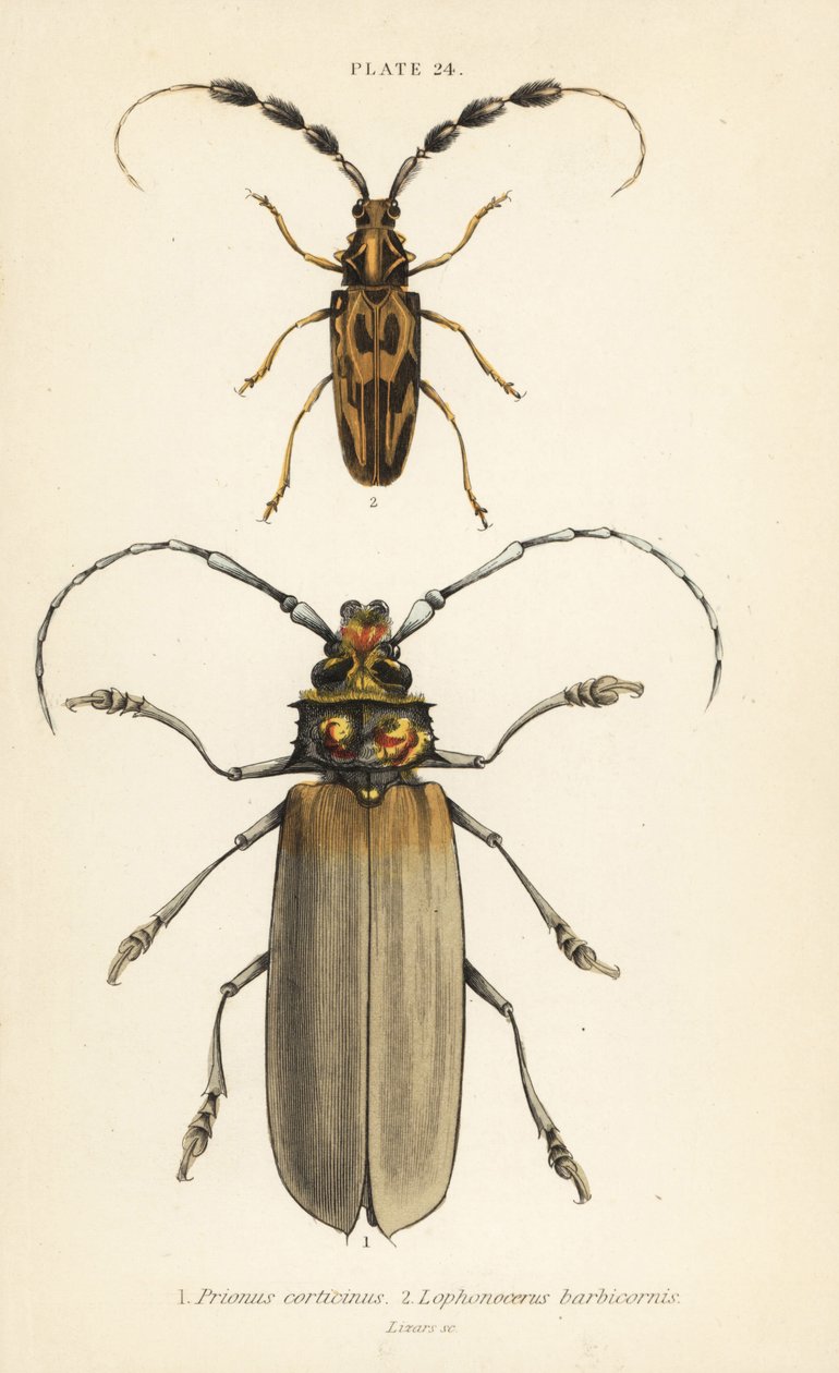 Orthomegas cinnamomeus Prionus corticinus 1 a Batus barbicornis, Lophonocerus barbicornis 2 od English School