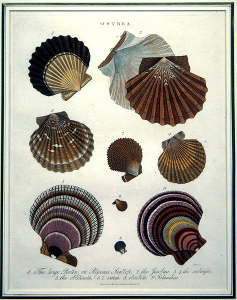 Ostrea, ilustrace z 