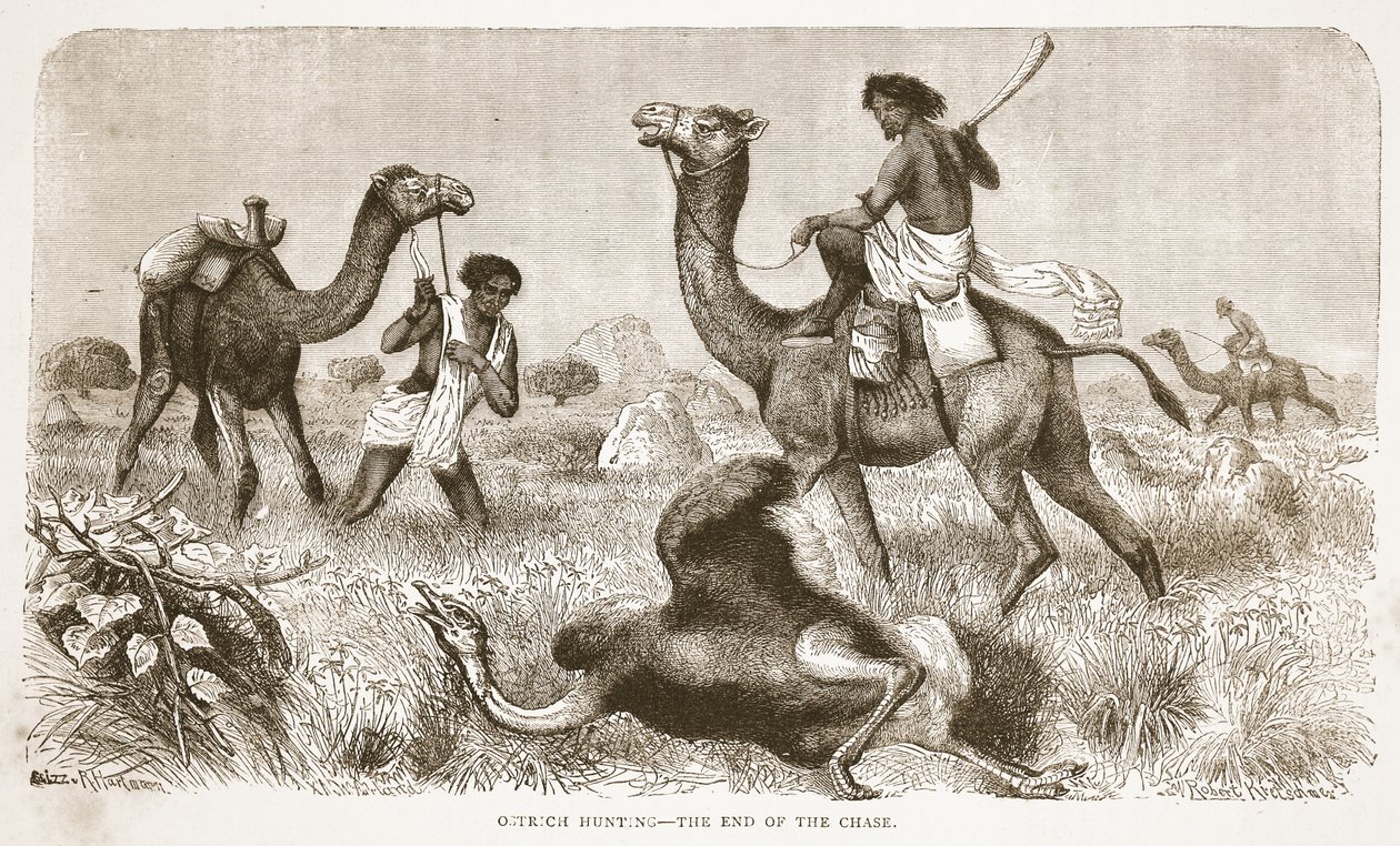 Lov pštrosů- konec honičky, ilustrace z Obrazového vydání života a objevů Davida Livingstona od J. Ewinga Richieho, pub. od A. Fullarton & Co., 1876 od English School