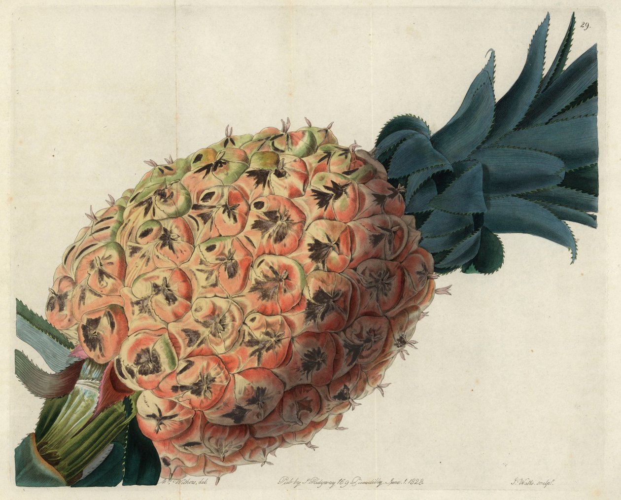 Otaheitový ananas z "Pomological Magazine" Johna Lindleyho od English School