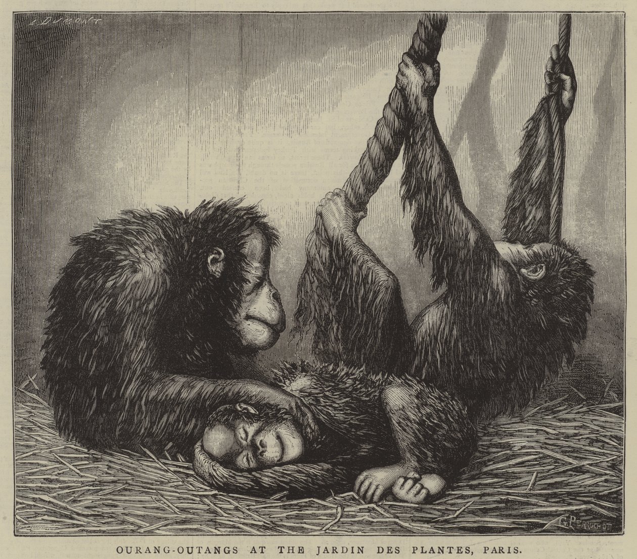 Ourang-Outangy v Jardin des Plantes, Paříž (rytina) od English School