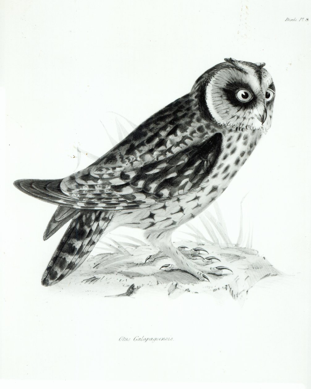Sova, deska 3 z „Zoologie plavby H.M.S Beagle, 1832-36“ od Charlese Darwina od English School
