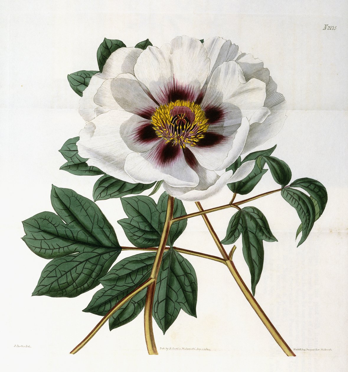 Paeonia suffruticosa Andr. var. papaveracea, 1788-1896 od English School