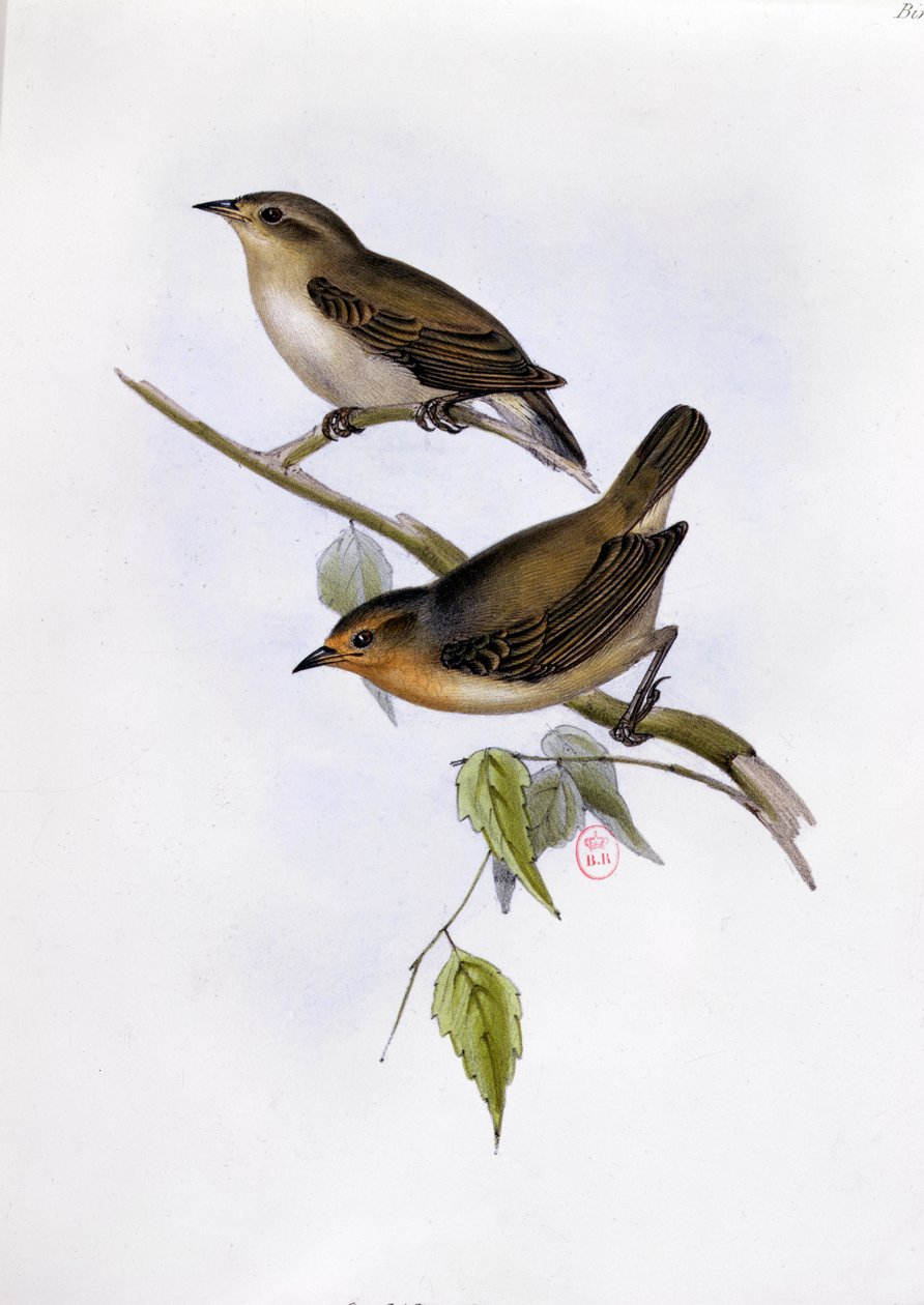 Pár Certhidea Olivacea, ilustrace z The Zoology of the Voyage of H.M.S. Bígl, 1832-36, Charles Darwin (1809-92), 1840 od English School