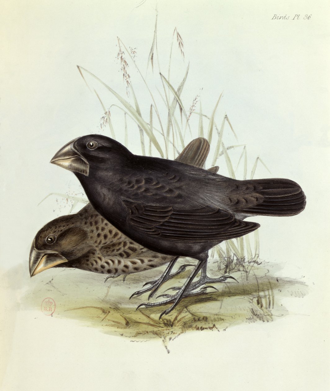 Pár Geospiza Magnirostris, z The Zoology of the Voyage of H.M.S. Bígl 1832-36 Charles Darwin (1809-92), 1840 Londýn od English School