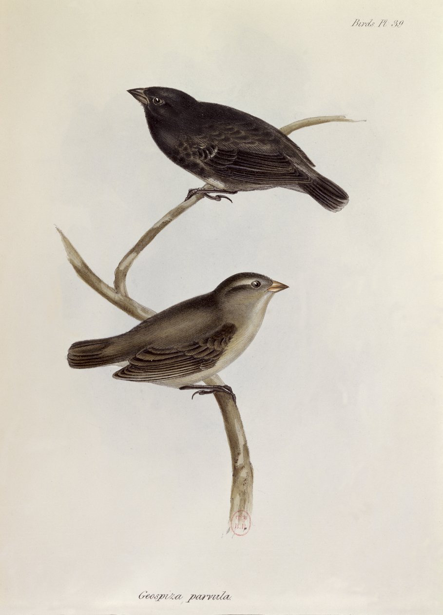 Pár Geospiza Parvula, ilustrace ze Zoologie plavby H.M.S. Bígl, 1832-36, Charles Darwin (1809-92), 1840 od English School