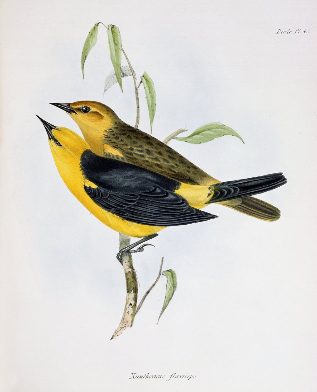 Pár Xanthornus Flaviceps, ilustrace ze Zoology of the Voyage of H.M.S. Bígl, 1832-36, Charles Darwin (1809-92), 1840 od English School