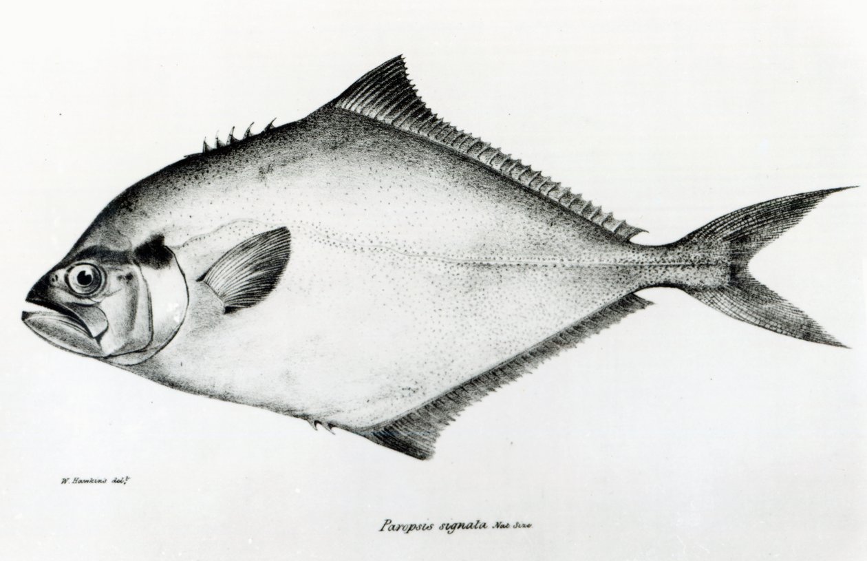 Paropsis Signata, deska 13 z „Zoologie plavby H.M.S Beagle, 1832-36“ od Charlese Darwina od English School