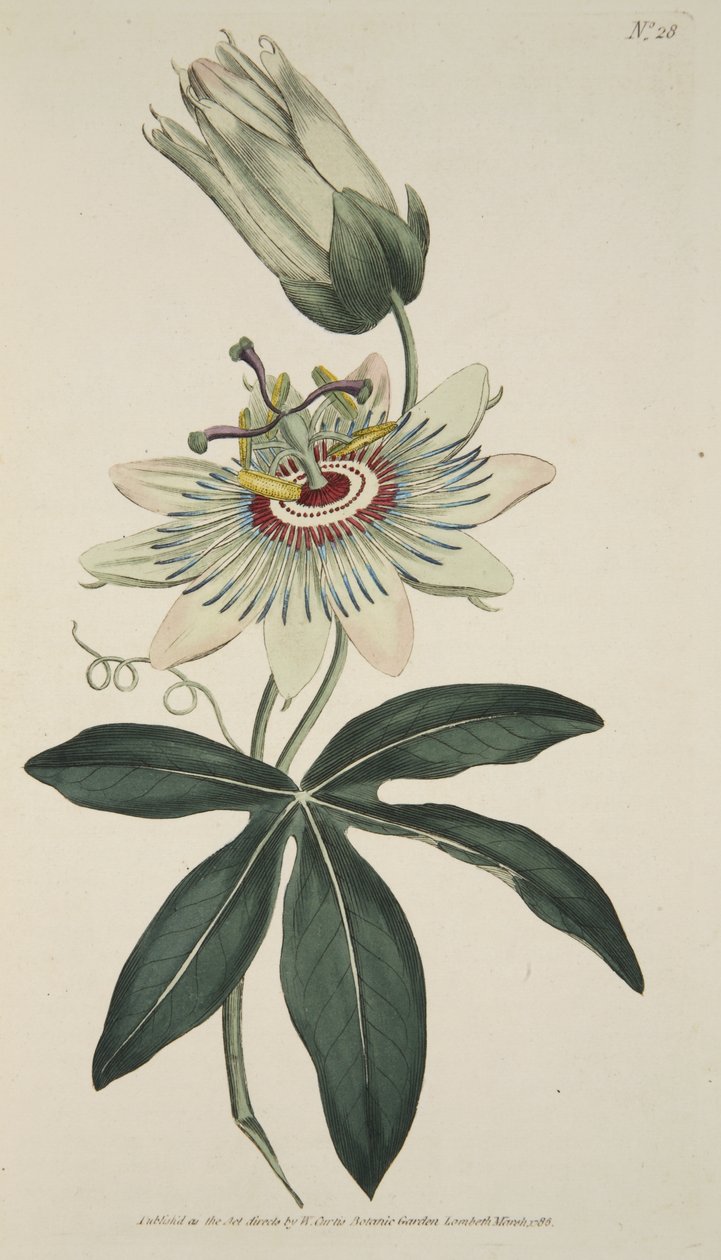 Passiflora Caerulea (Mučenka obecná), z Botanického časopisu nebo Vystavena Květná zahrada, hospoda. 1786 (ručně kolorovaná rytina) od English School
