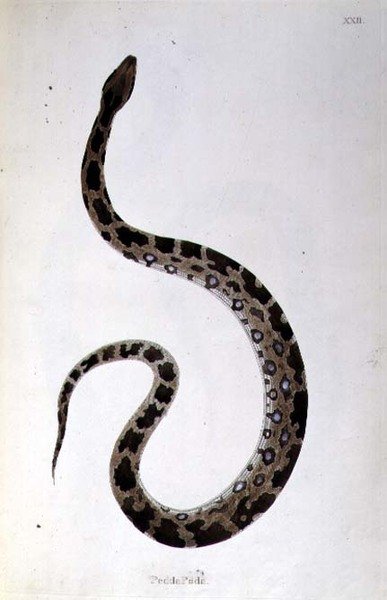 Pedda Poda Snake z knihy „An Account of Indian Serpents sebraných z pobřeží Coromandel“ od Patricka Russella, Londýn od English School