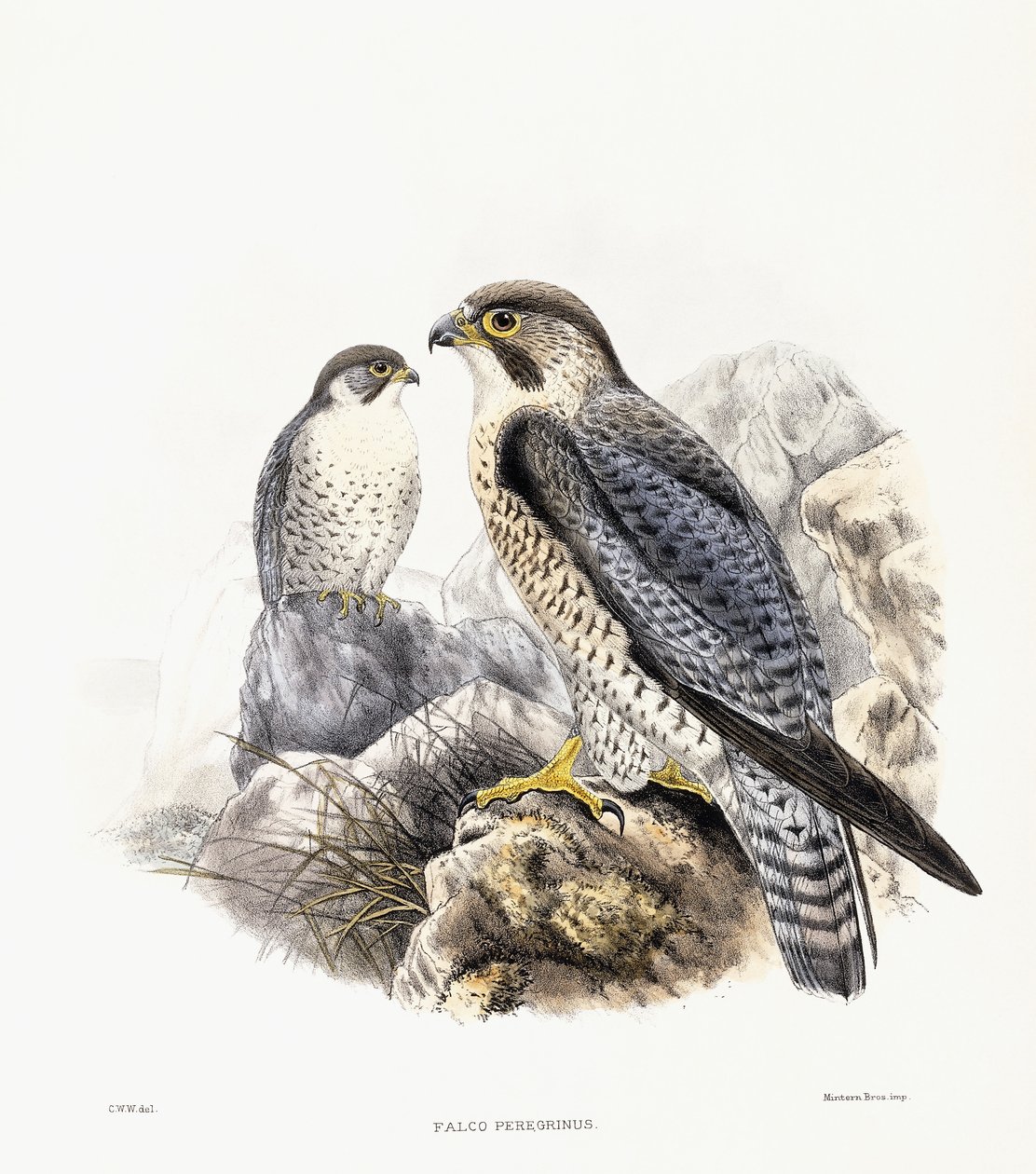 Sokol stěhovavý - Falco Peregrinus, 1894-1899 od English School