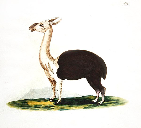 Peruánské guanako, cca 1810 (akvarel na papíře) od English School