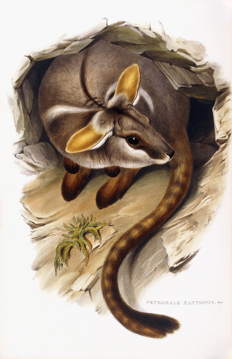 Petrogale Xanthopus od English School