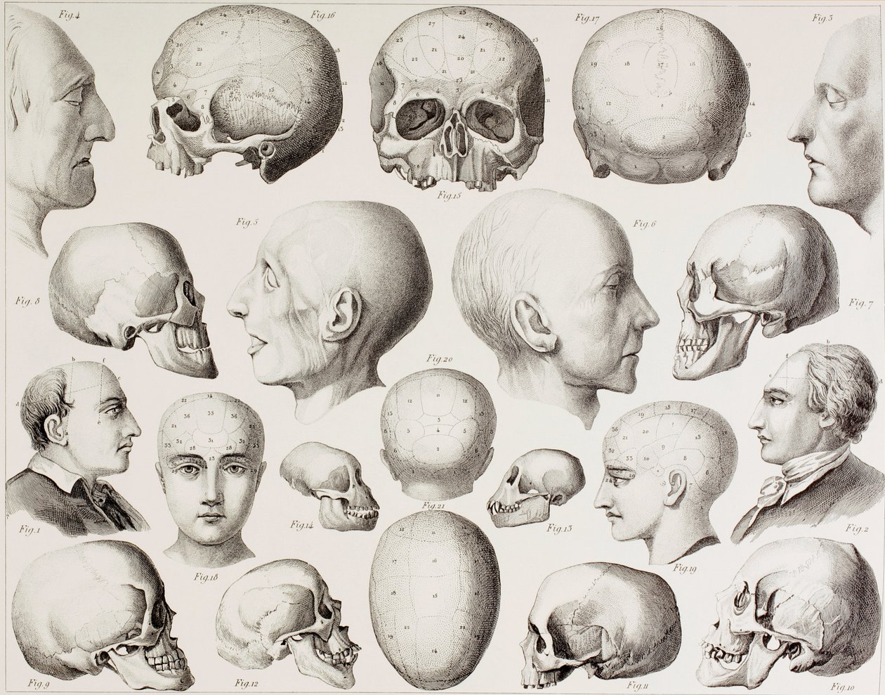 Frenologická ilustrace znázorňující psychologické vztahy mozku z tisku z 19. století od English School