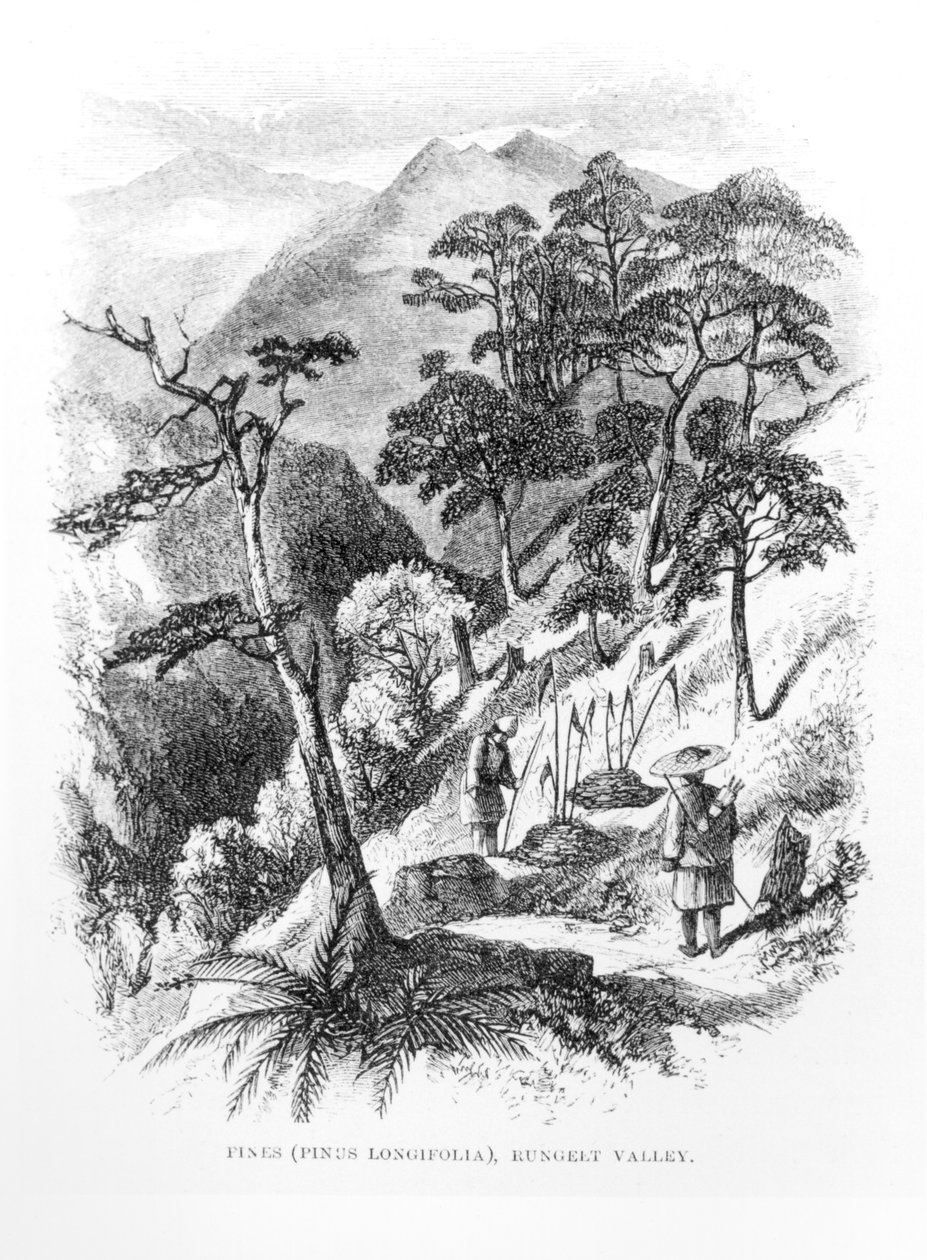 Borovice v údolí Rungelt v Himalájích, z Himalayan Journals, 1854 od English School