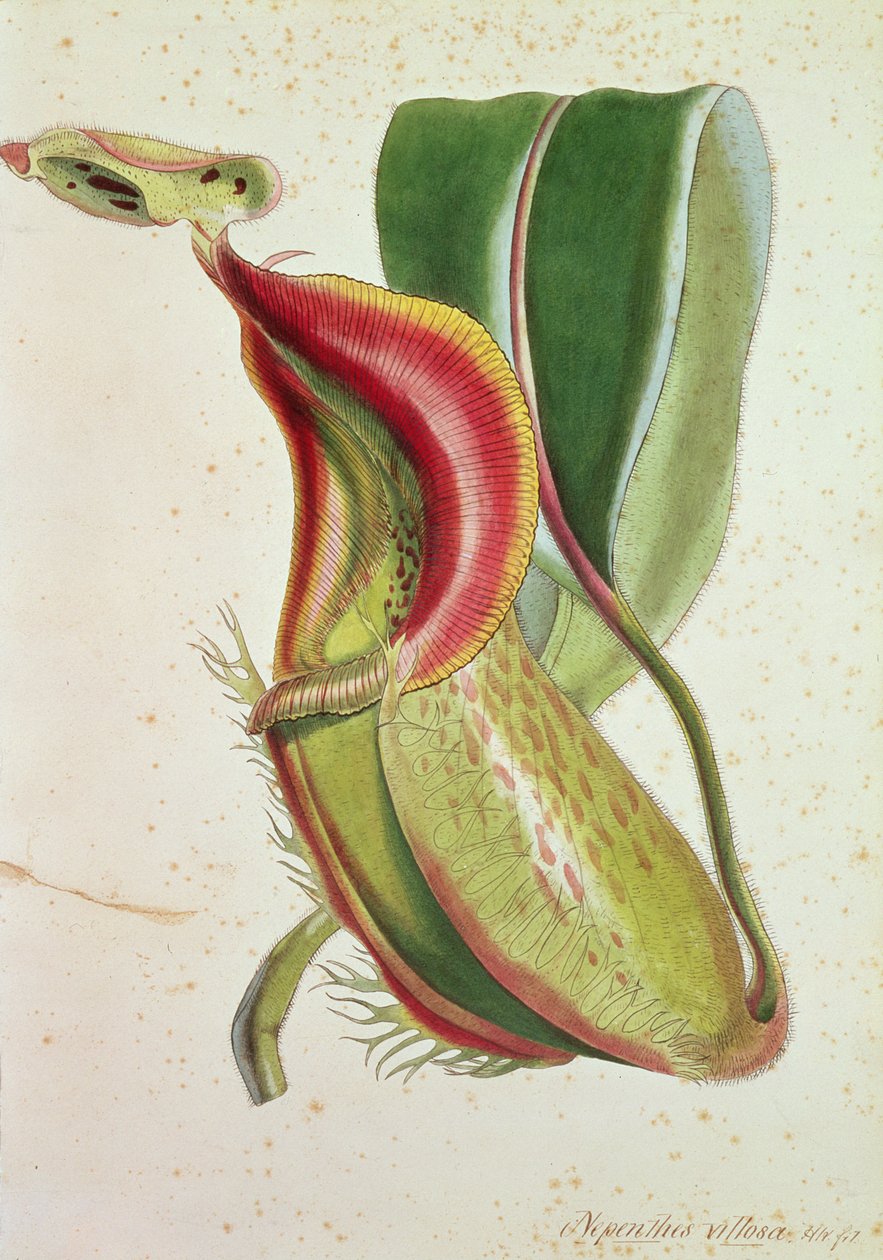 Džbán: Nepenthes villosa (požírání hmyzu), signováno H.K (barevná litografie) od English School