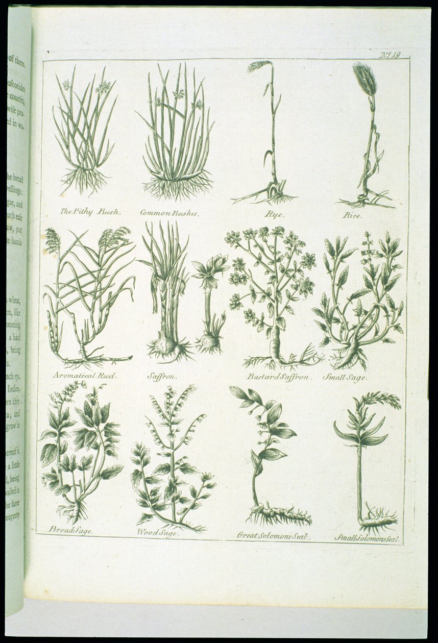 Rostliny od Culpepers English Physician and Complete Herbal, vydané v roce 1790 od English School