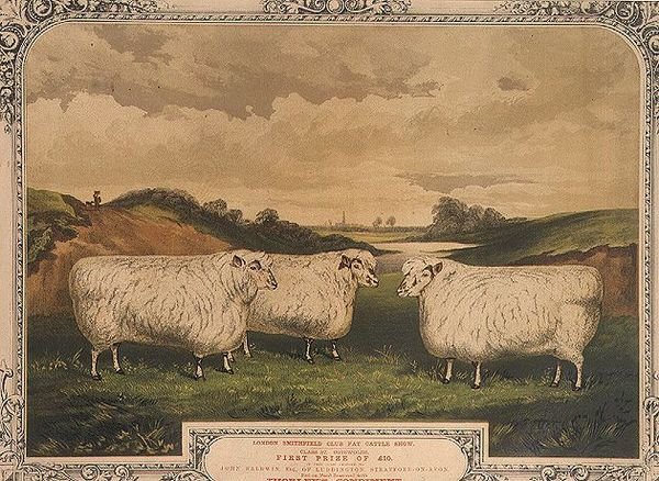 Cena Cotswoldská ovce, krmená jídlem ochuceným Thorleyho kořením, připomínající výstavu tučného dobytka v klubu London Smithfield, vyryto M. Gauci (fl.1810-46) c.1840 (litho) od English School