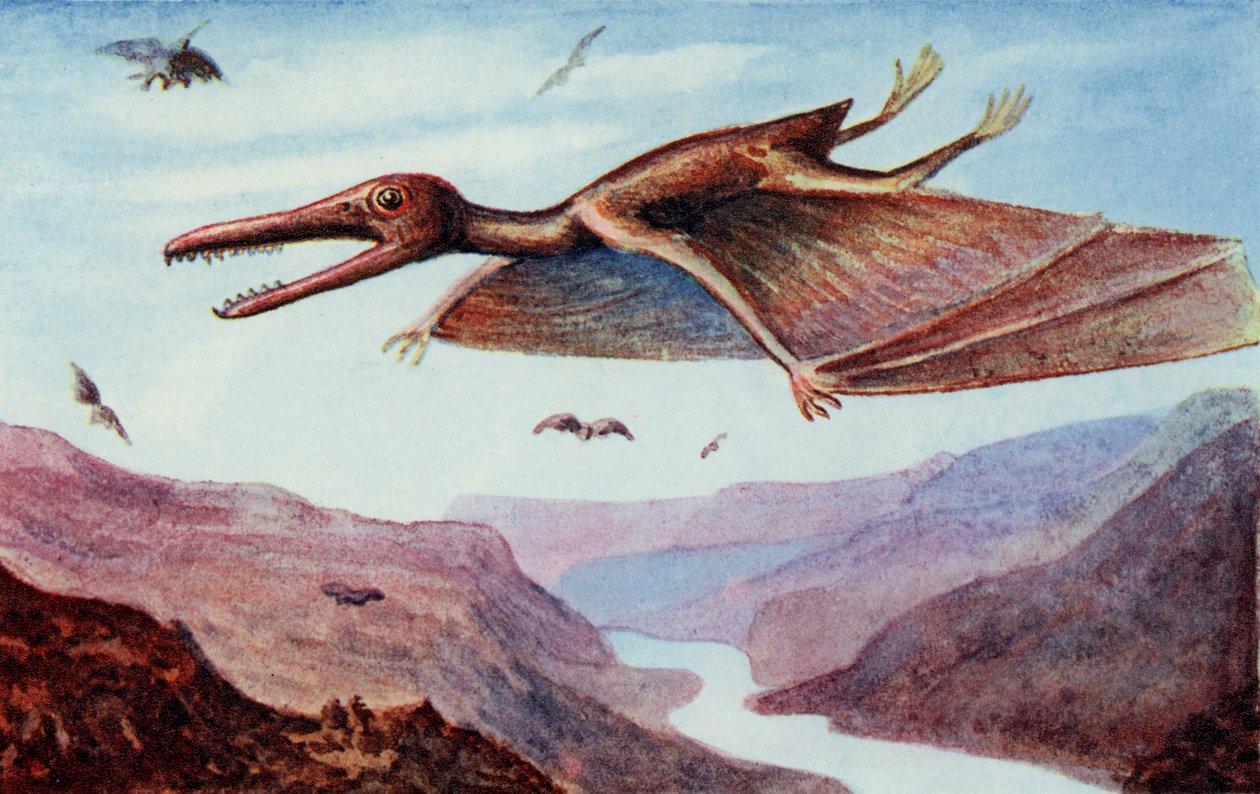 Pterodaktyl, z knihy "The Wonder Book of would you believe it", kterou vydal Harry Golding. od English School