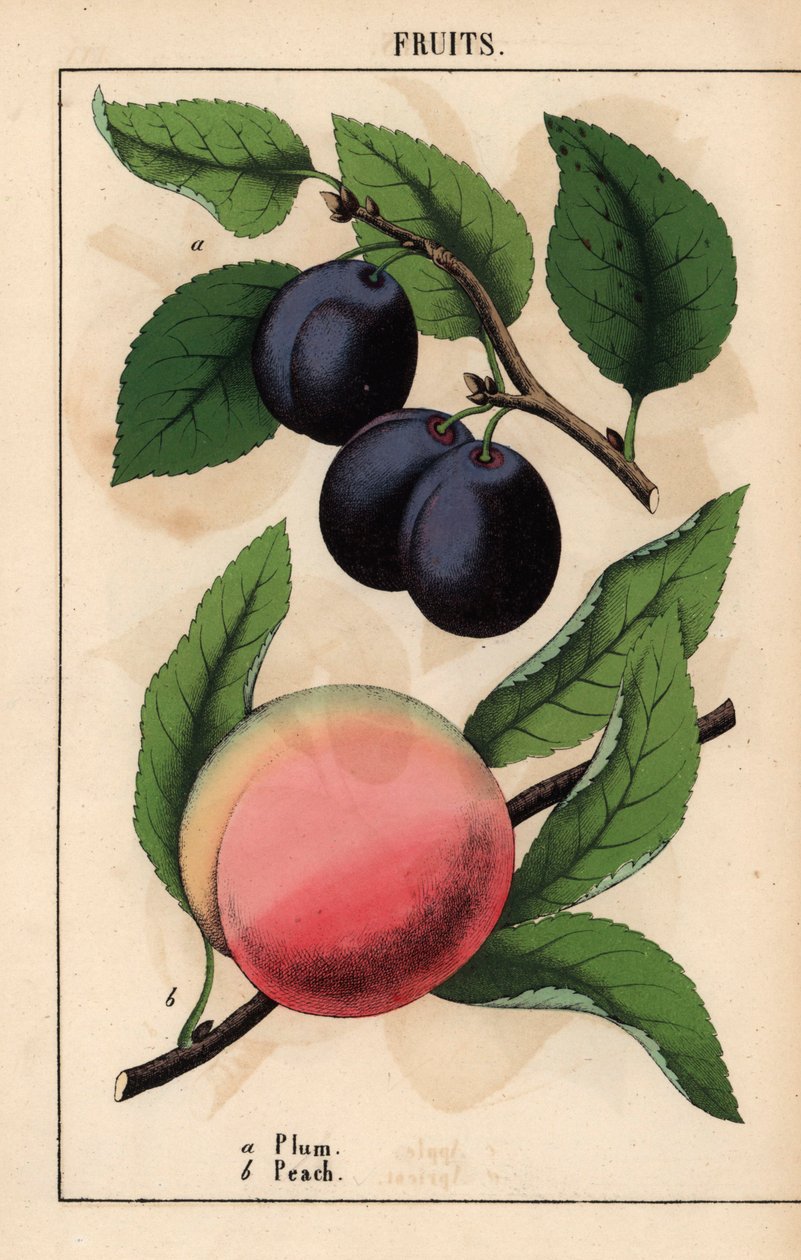 Fialovo-černé švestky a růžová broskev   , z „Poučné obrázkové knihy aneb lekce ze světa zeleniny“, [Charlotte Mary Yonge], Edinburgh od English School