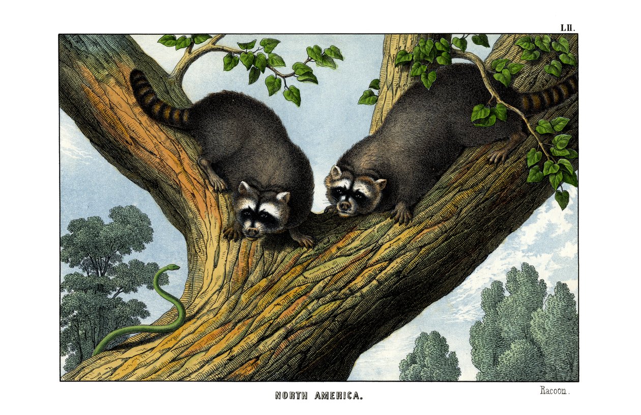 Racoon od English School