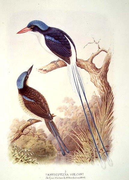 Ledňáček říční, fol. 12 Vol III, z 
