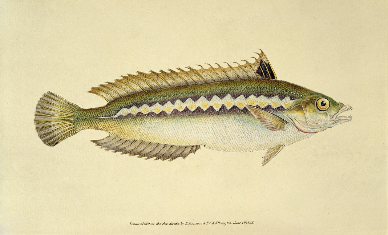 Rainbow Wrasse, Pl.96 z knihy "The Natural History of British Fishes", kterou vydali E. Donovan a F.C.  J. Rivington. od English School