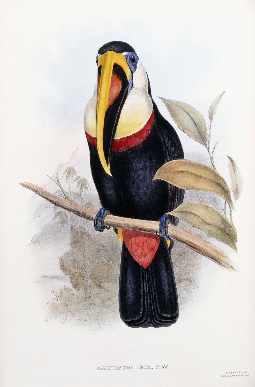 Ramphastos Inca od English School