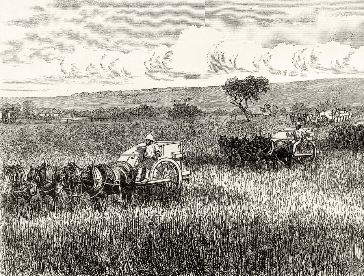 Reaping in South Adelaide, c.1880, z 