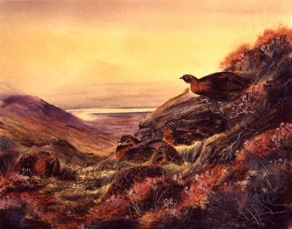 Red Grouse in Moorland, c.1890 (akvarel na papíře) od English School