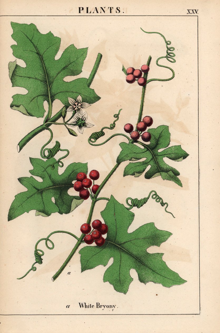 Červená bryony s červenými bobulemi. Bryonia dioica   , z „Poučné obrázkové knihy aneb lekce ze světa zeleniny“, [Charlotte Mary Yonge], Edinburgh od English School