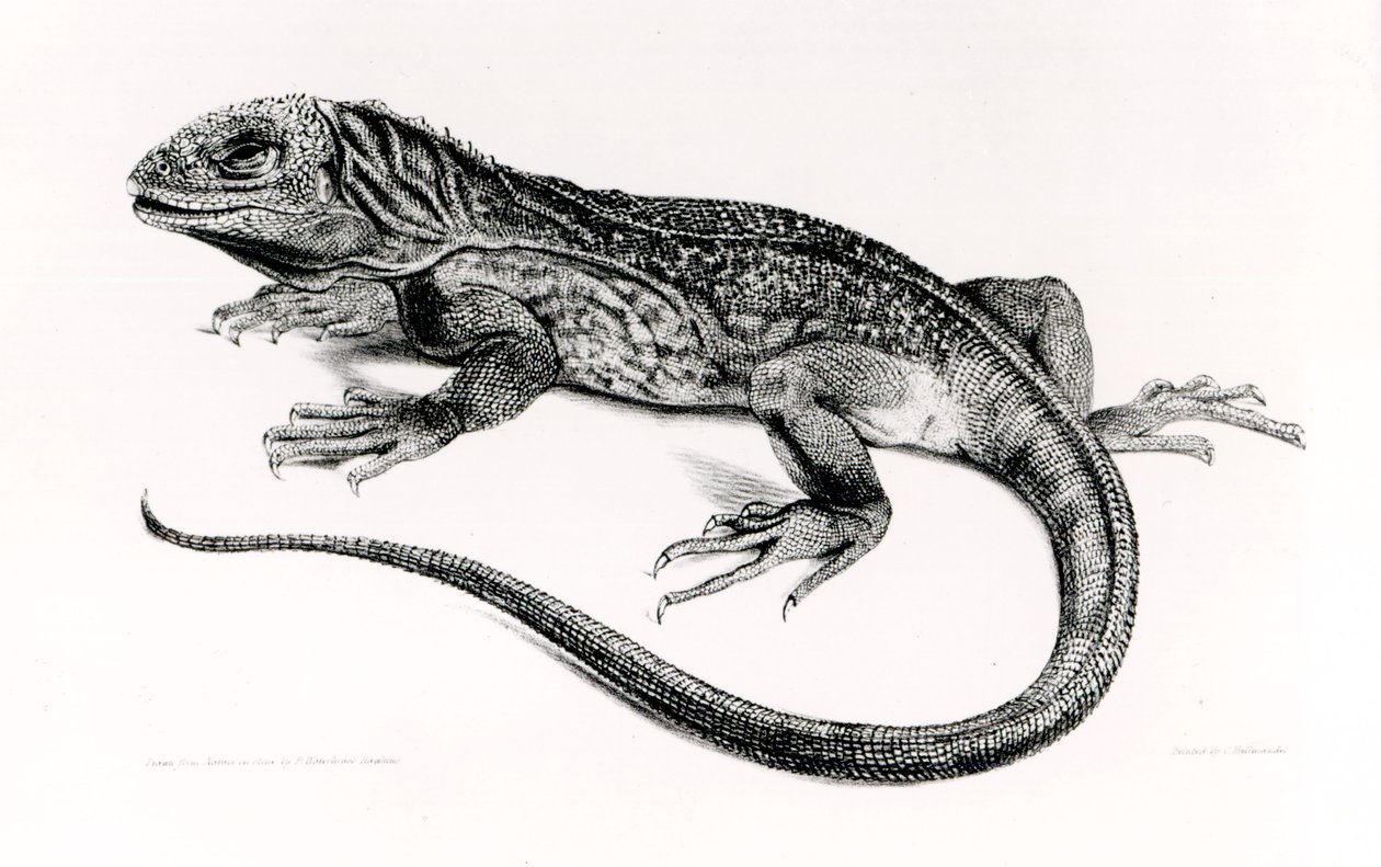 Plaz, ilustrace z „Zoologie plavby H.M.S Beagle, 1832-36“, od Charlese Darwina (1809-92) od English School