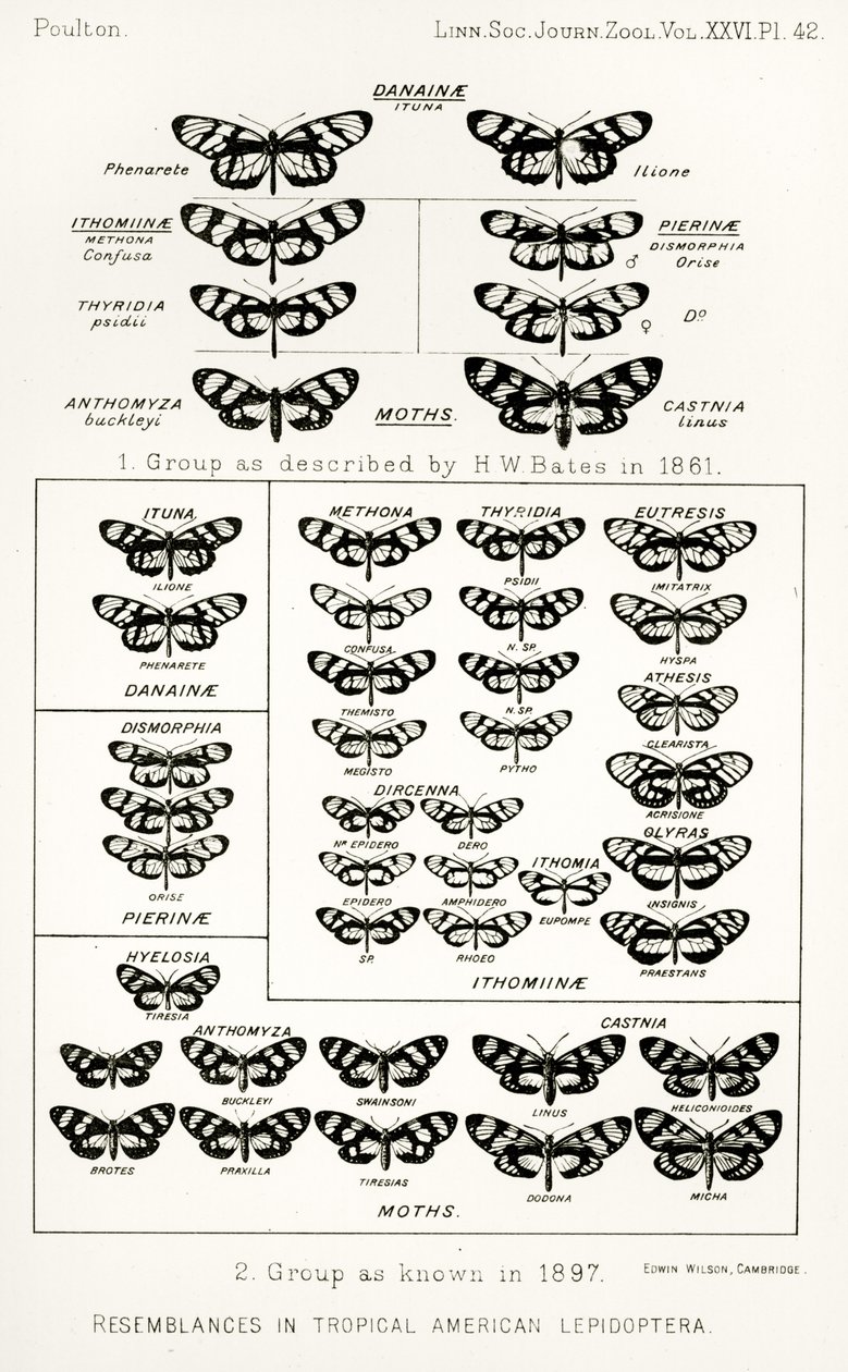 Podoby tropických amerických lepidoptera, ilustrace z The Hope Reports, Vol. II, 1897-1900., editoval Edward B. Poulton, Oxford, 1901 od English School
