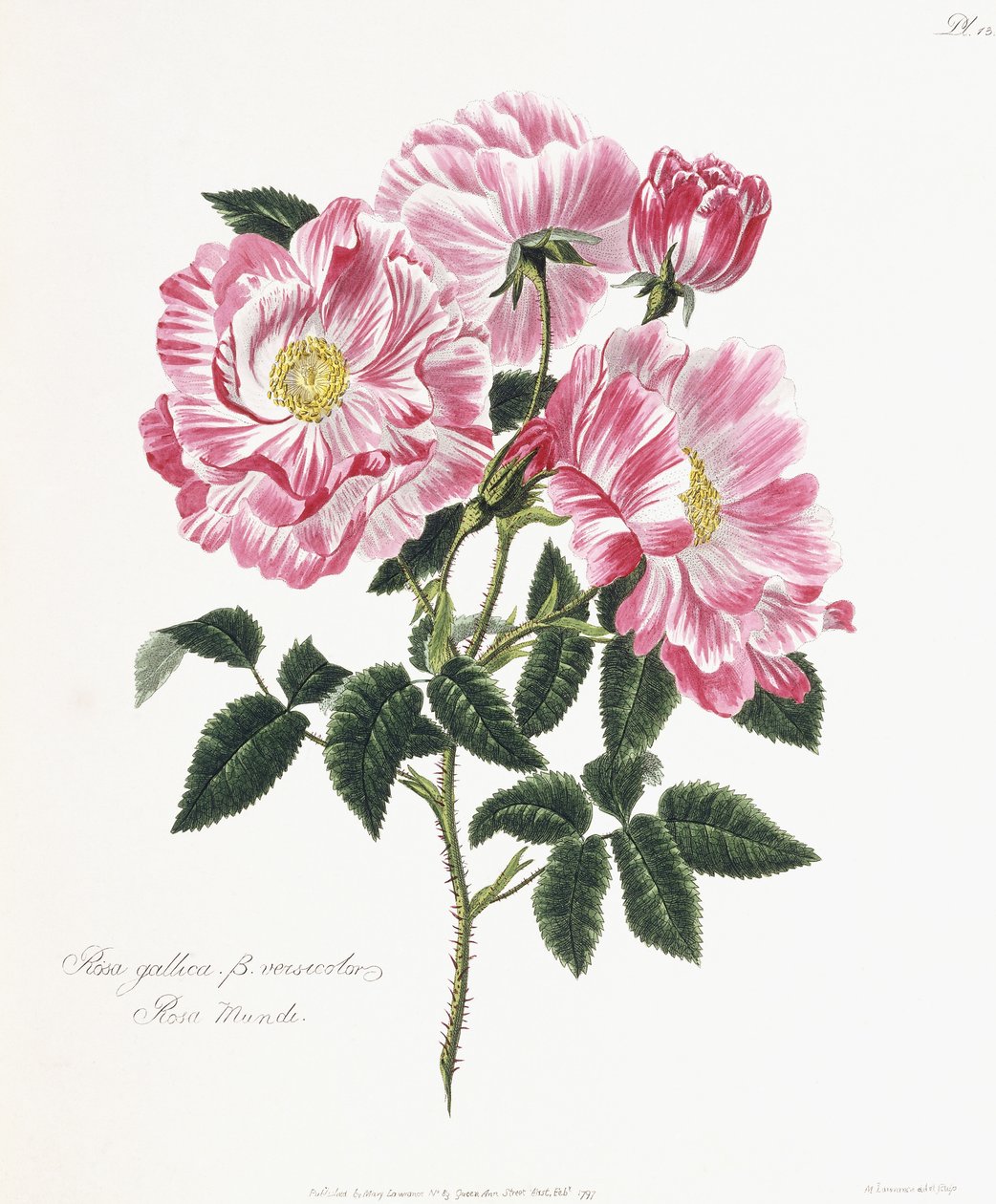 Galská růže, 1796-1799 od English School
