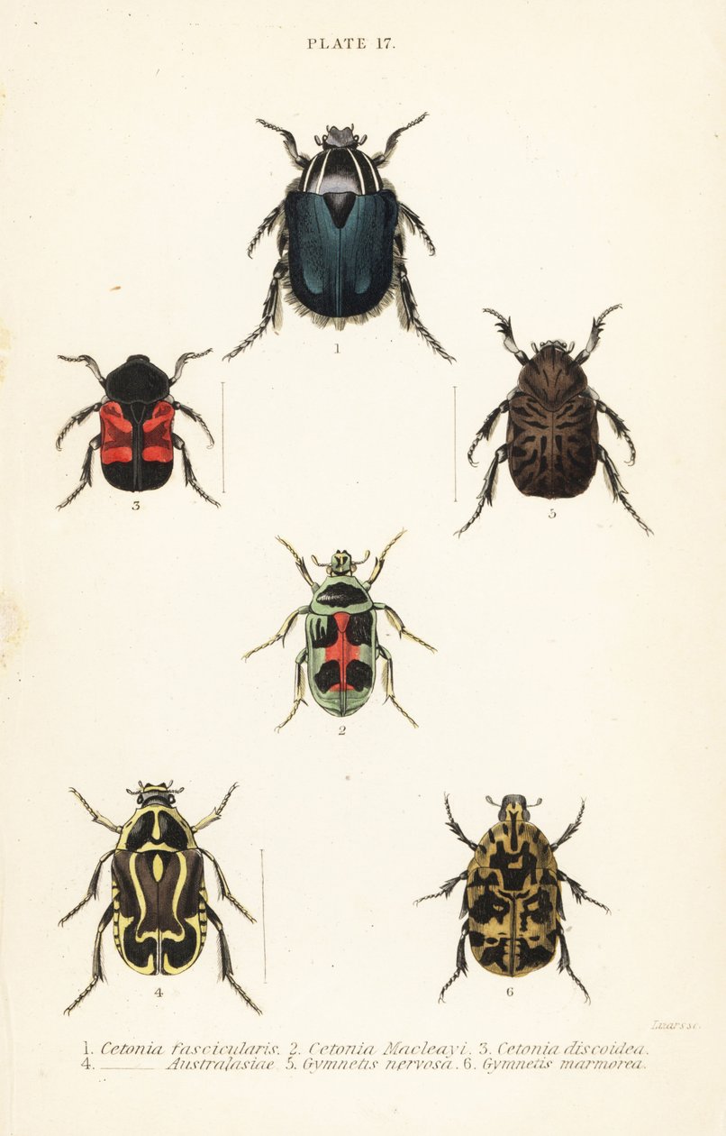 Chroust růžový: Cetonia fascicularis 1, Heterorhina macleayi 2, Gametoides subfasciata 3, huslista, Eupoecila australasiae 4, Gymnetis hieroglyphica 5 a Gymnetis marmorea 6 od English School