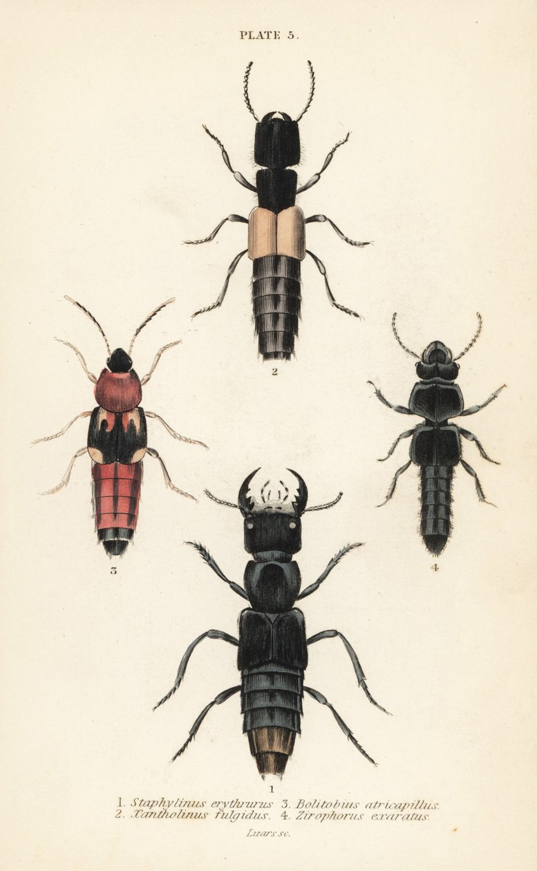 Drabáčci: Staphylinus erythrurus 1, Xantholinus fulgidus 2, Bolitobius atricapillus 3, Zirophorus exaratus 4 od English School