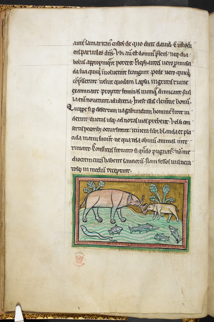 Royal 12 F.XIII, f.13v Jeden velký a jeden malý slon v proudu plném ryb.  Bestiář (ff. 3-141), Lapidárium (ff. 141v-149)  2. čtvrtina 13. století od English School