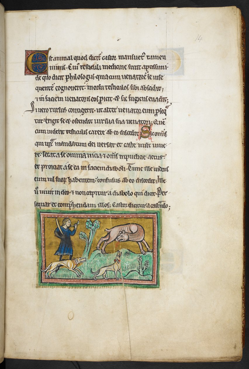 Royal 12 F.XIII, f.14 Vlk (?) s krví tekoucí z tlamy a lovec se psy, z Rochesterského bestiáře, 2. čtvrtina 13. stol. od English School
