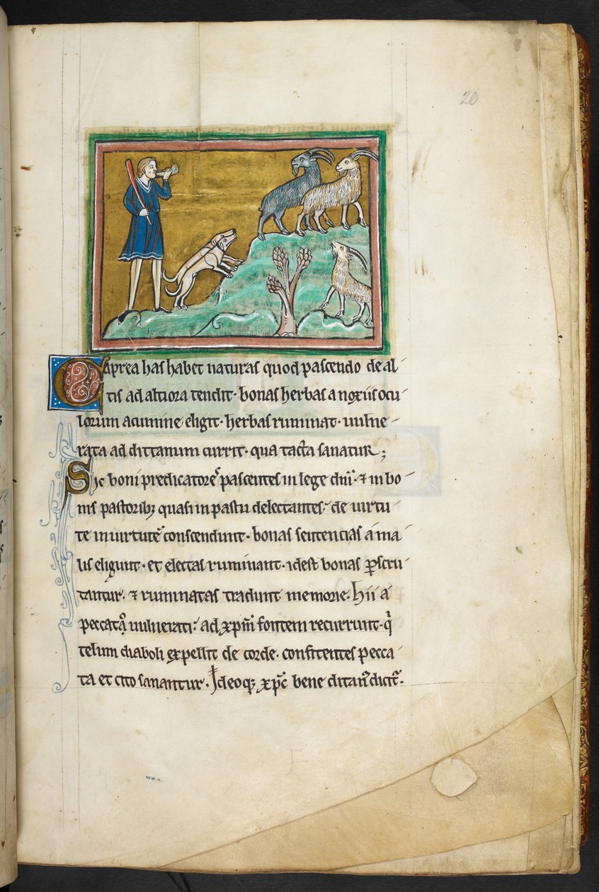 Královská 12 F.XIII, f.20 Lovec nebo farmář se psy, pronásledující kozy.  Bestiář (ff. 3-141), Lapidárium (ff. 141v-149)  2. čtvrtina 13. století od English School