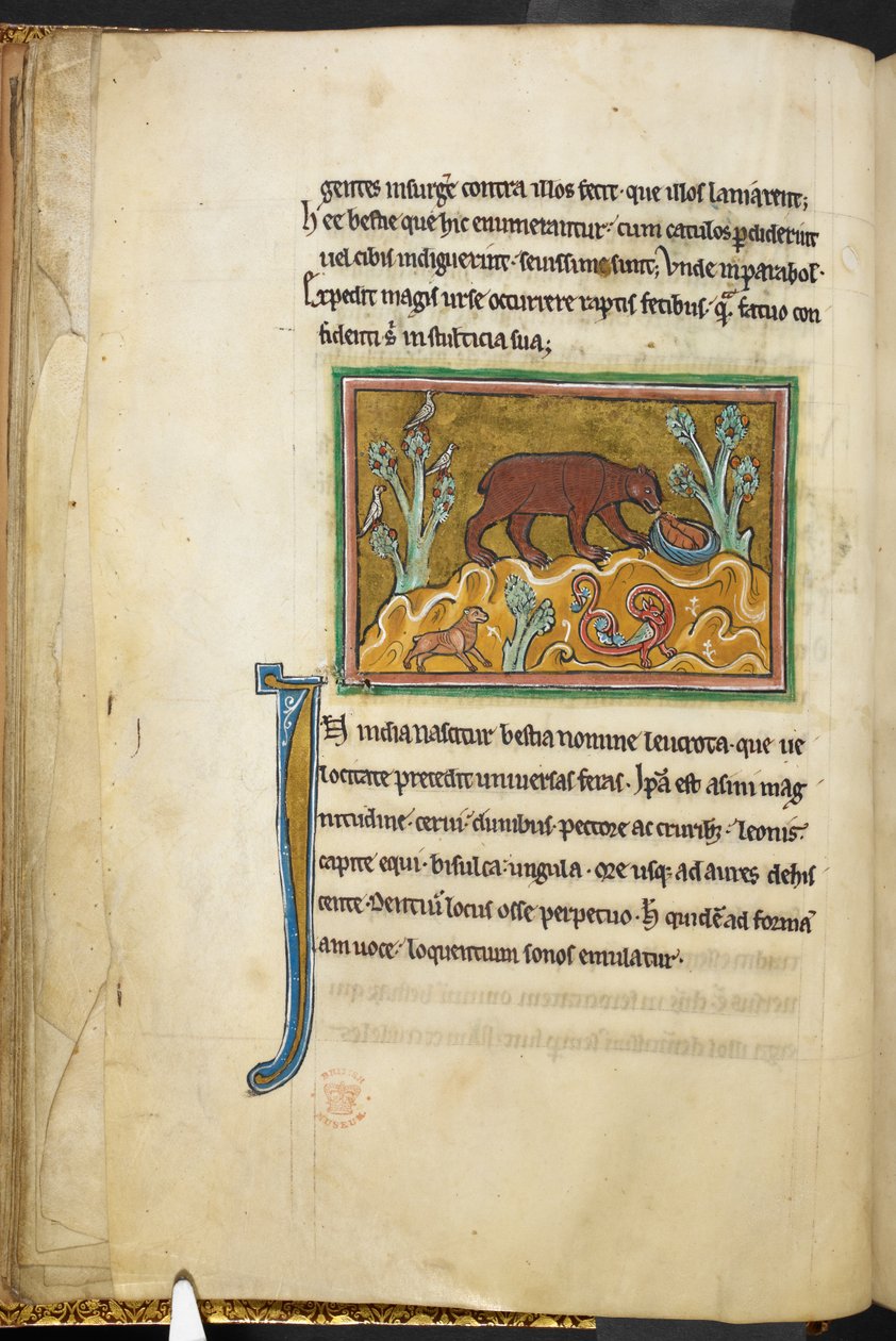 Royal 12 F.XIII, f.22v Medvěd se dívá na mláďata.  Bestiář (ff. 3-141), Lapidárium (ff. 141v-149)  2. čtvrtina 13. století od English School