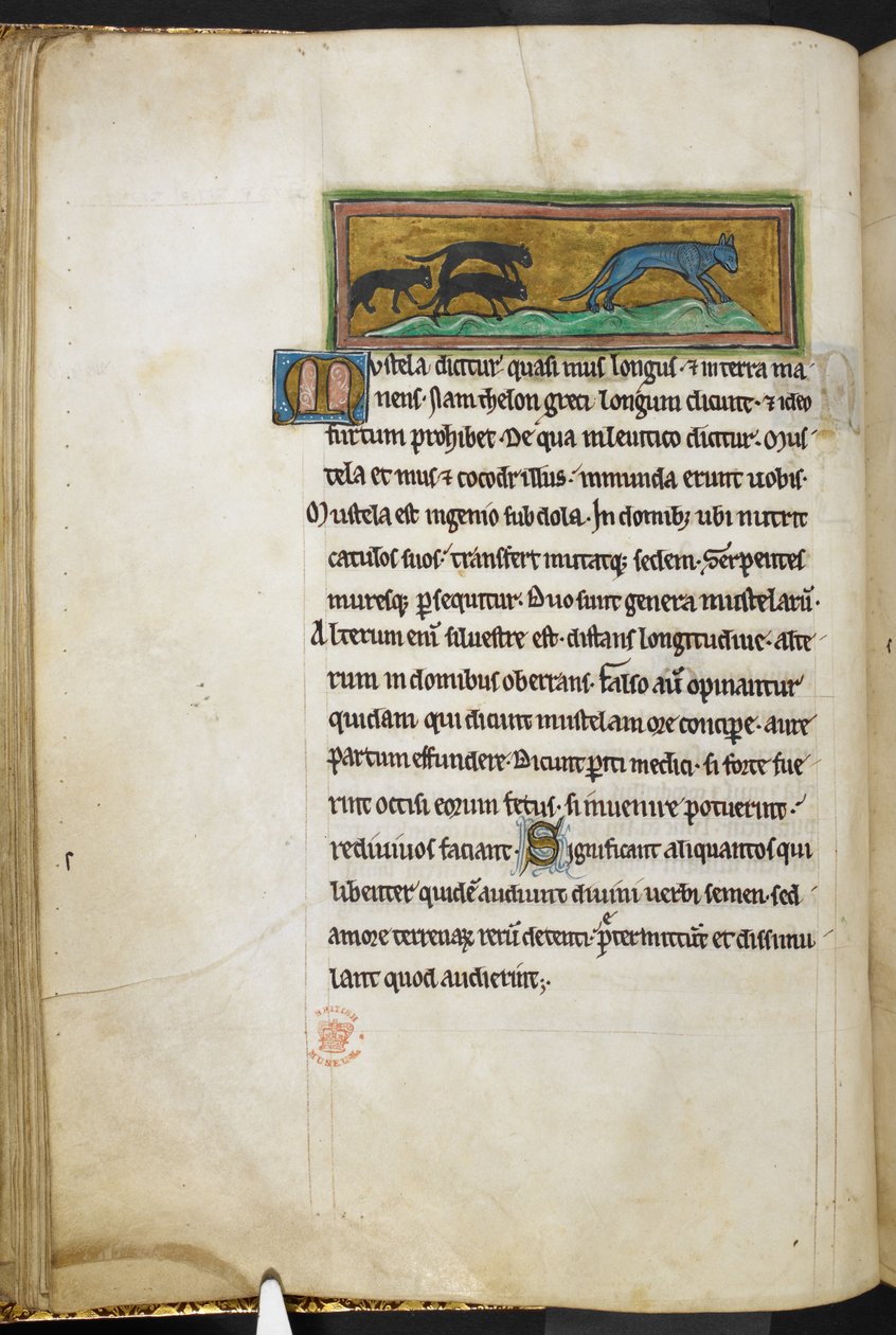 Royal 12 F.XIII, f.43v Myši honí kočku, z Bestiáře (ff. 3-141), Lapidária (ff. 141v-149)  , 2. čtvrtina 13. století (vellum) od English School