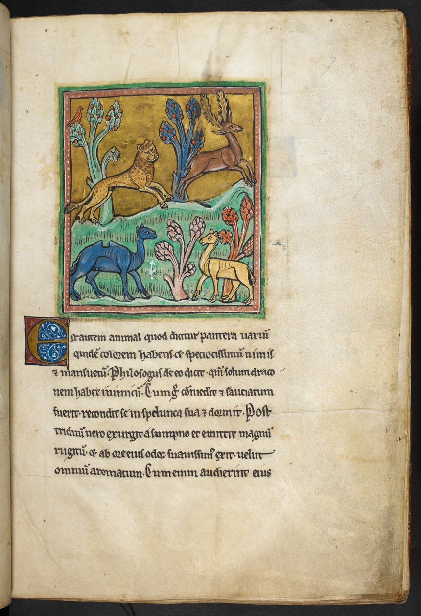 Královská 12 F.XIII, f.7   Levhart honí jelena s velbloudem a dalším zvířetem.  z Bestiáře (ff. 3-141), Lapidária (ff. 141v-149)  2. čtvrtina 13. století od English School
