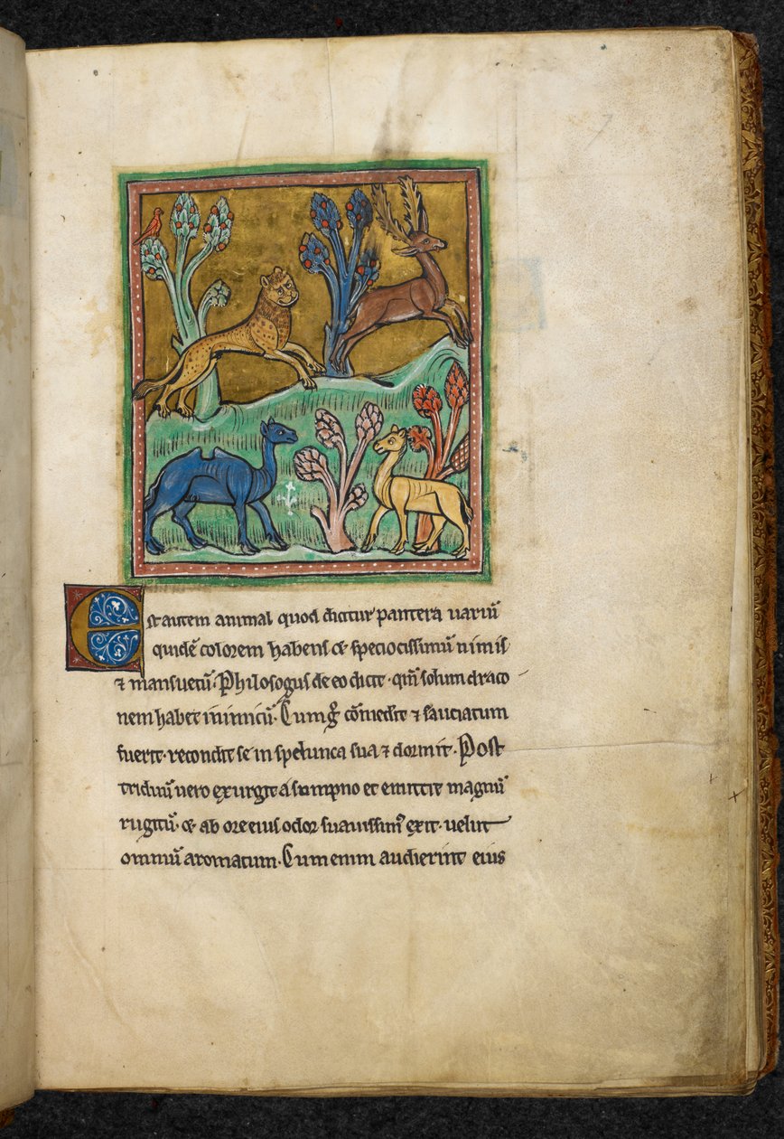 Královská 12 F.XIII, f.7 Leopard honí jelena, s velbloudem a dalším zvířetem.  z Bestiáře (ff. 3-141), Lapidária (ff. 141v-149)  2. čtvrtina 13. století od English School