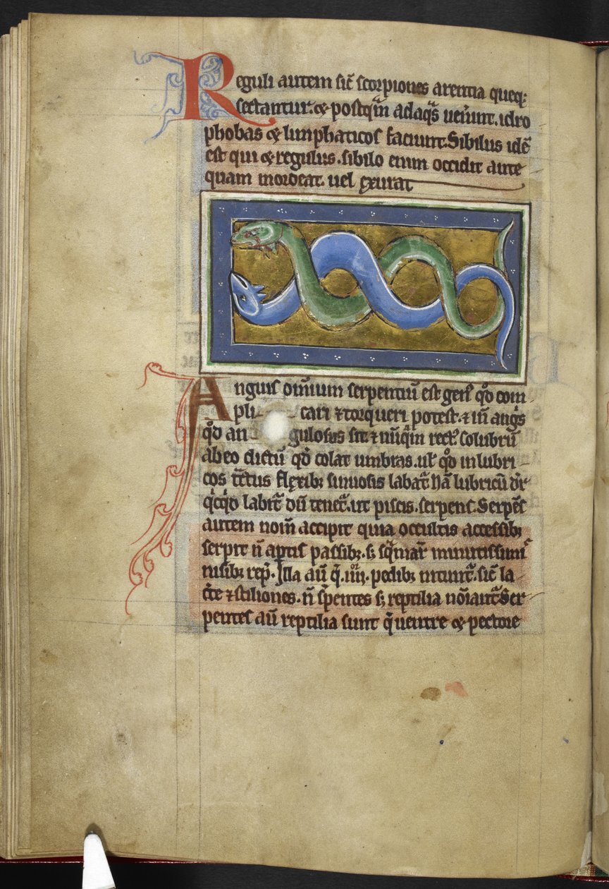 Royal MS 12 C XIX, f.63v Anguis, od 