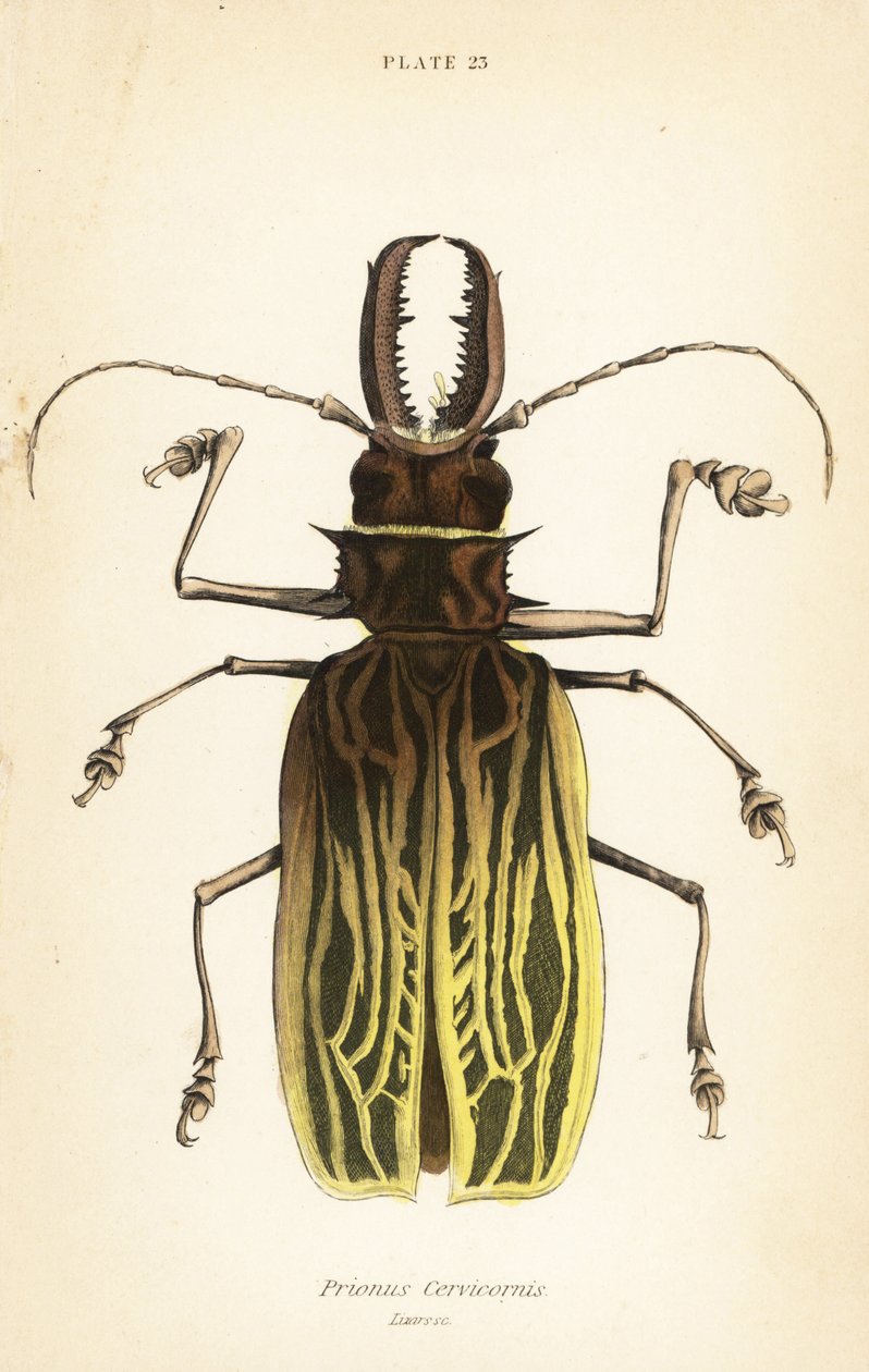 Tesařík šavlozubý, Macrodontia cervicornis (Prionus cervicornis) od English School